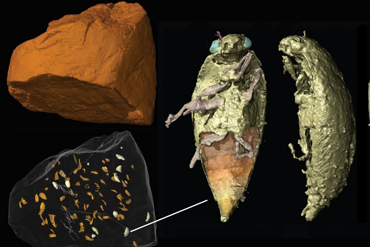 Complete beetles found in the fossil faeces of a 230 million-year-old dinosaur ancestor